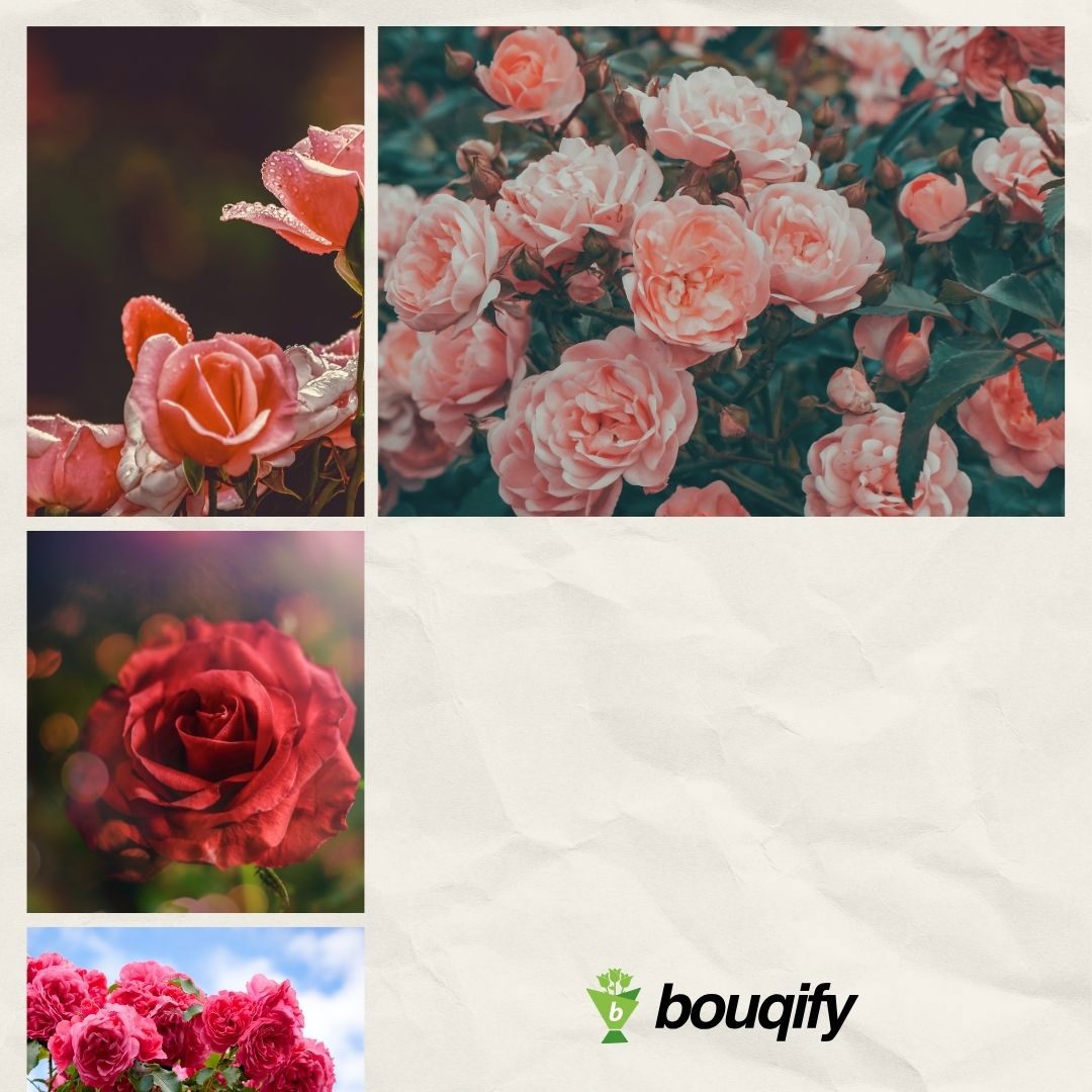 Rose Flowers Design - Bouqify