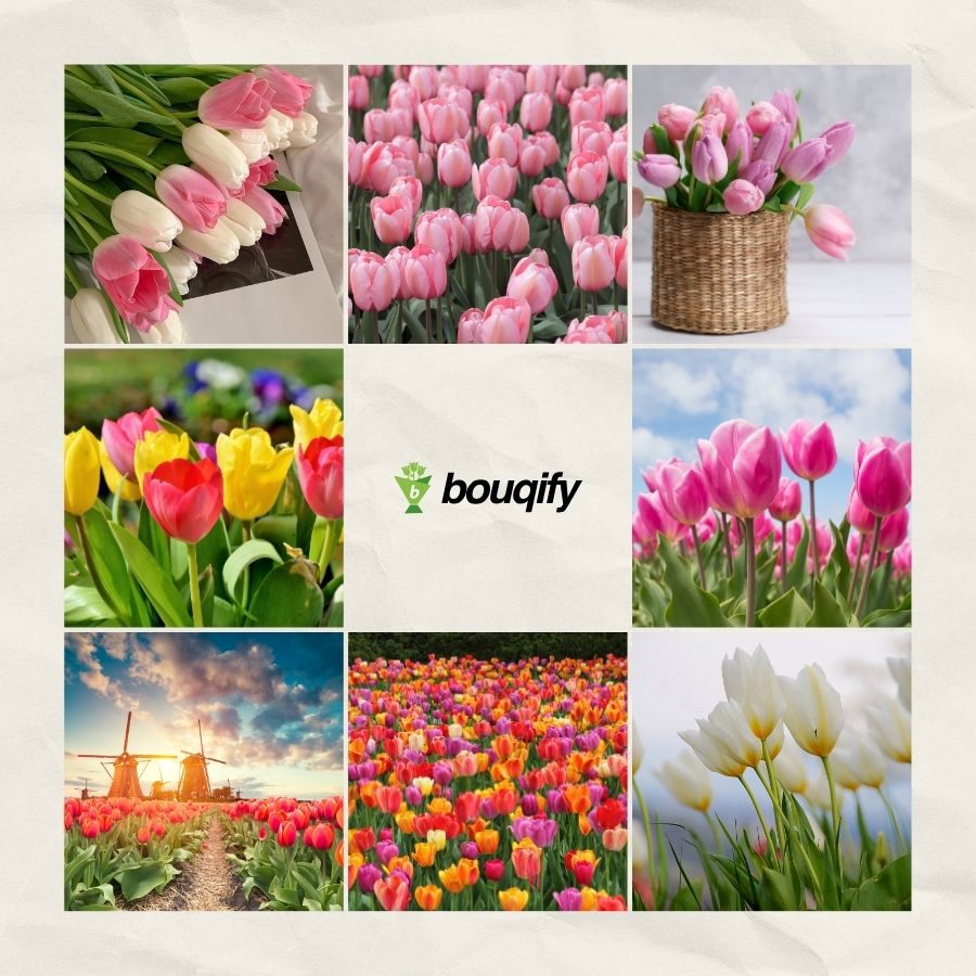 Tulip Pictures - Bouqify