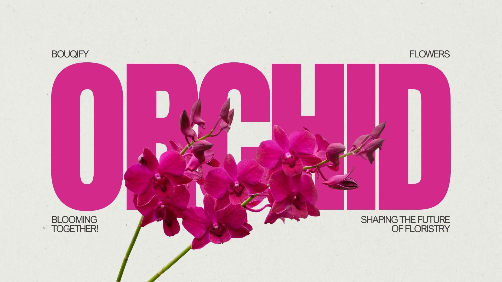 Orchids: Exotic Elegance and Botanical Sophistication