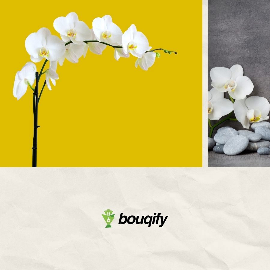 Orchid - Bouqify