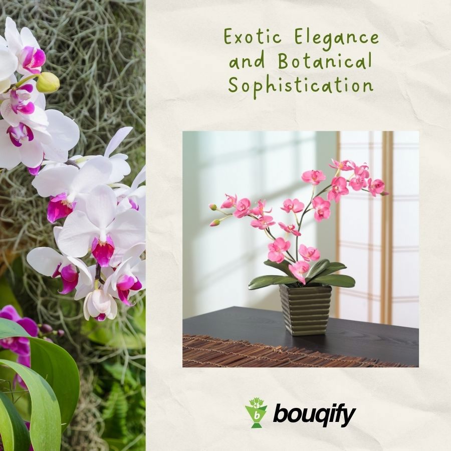 Orchid Flower - Bouqify