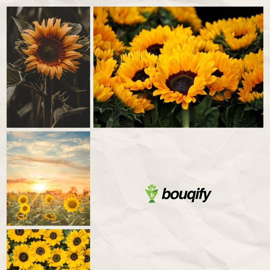 Sunflower - Bouqify