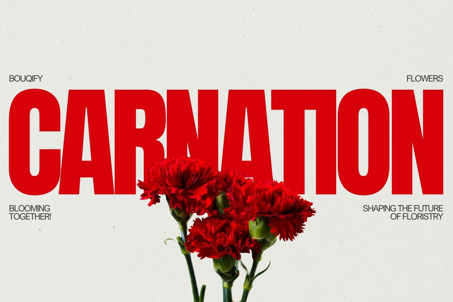 Carnations: Classic Elegance and Timeless Floral Symbolism