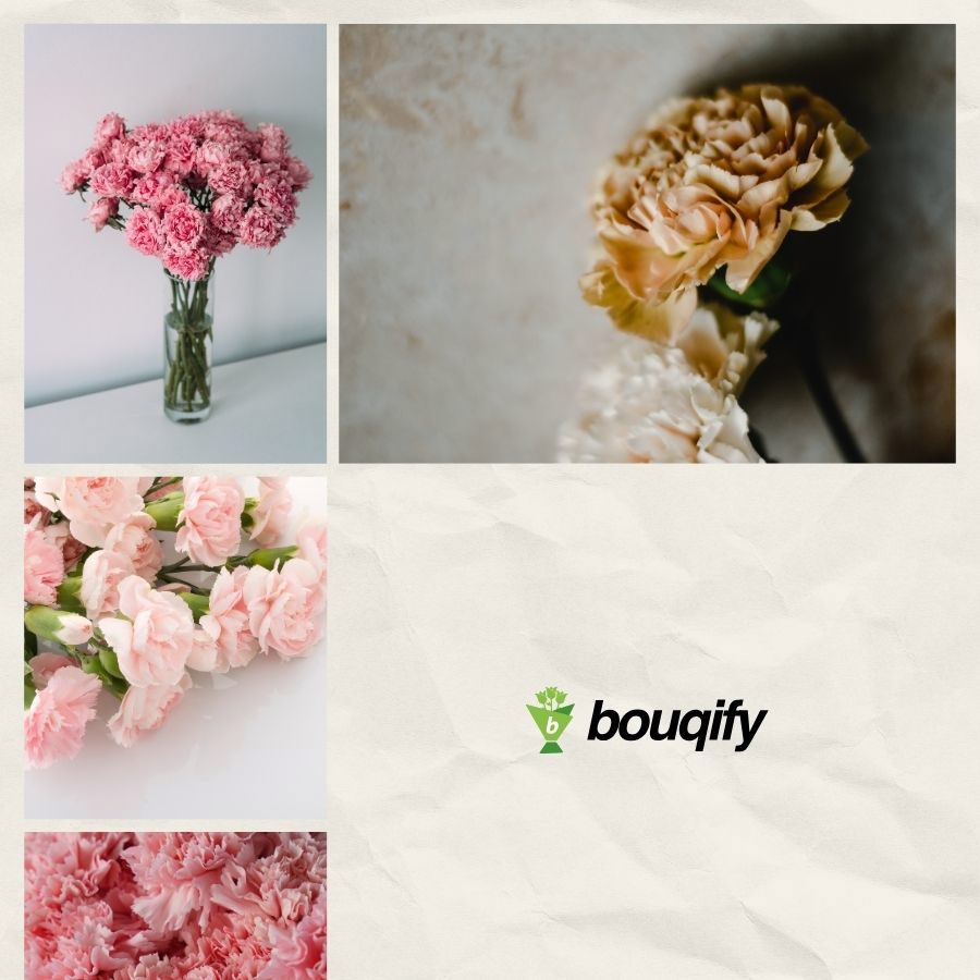 Carnation Flower - Bouqify