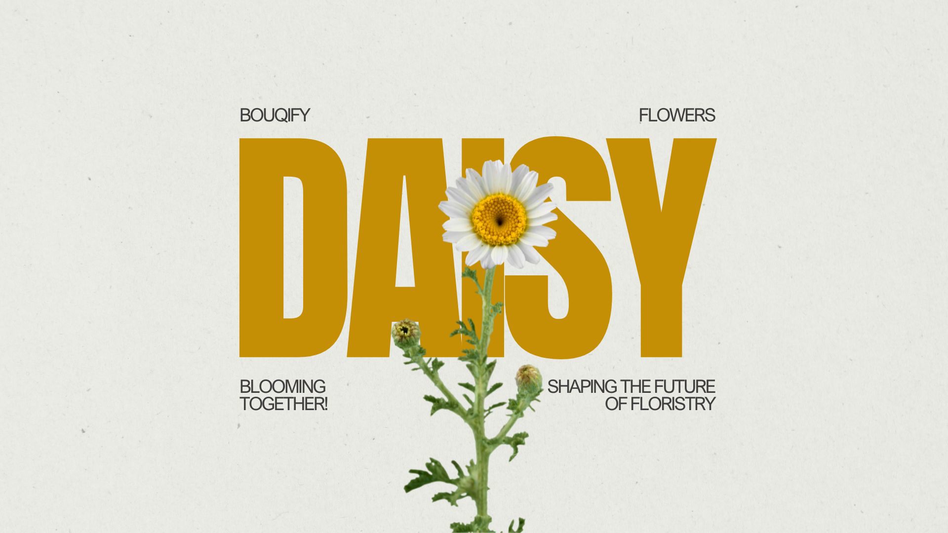 Daisies: Enchanting Symbols of Innocence and Natural Simplicity