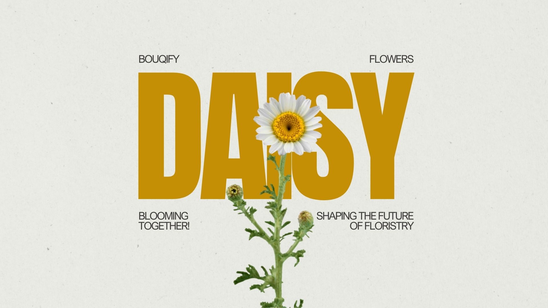 Daisies: Enchanting Symbols of Innocence and Natural Simplicity