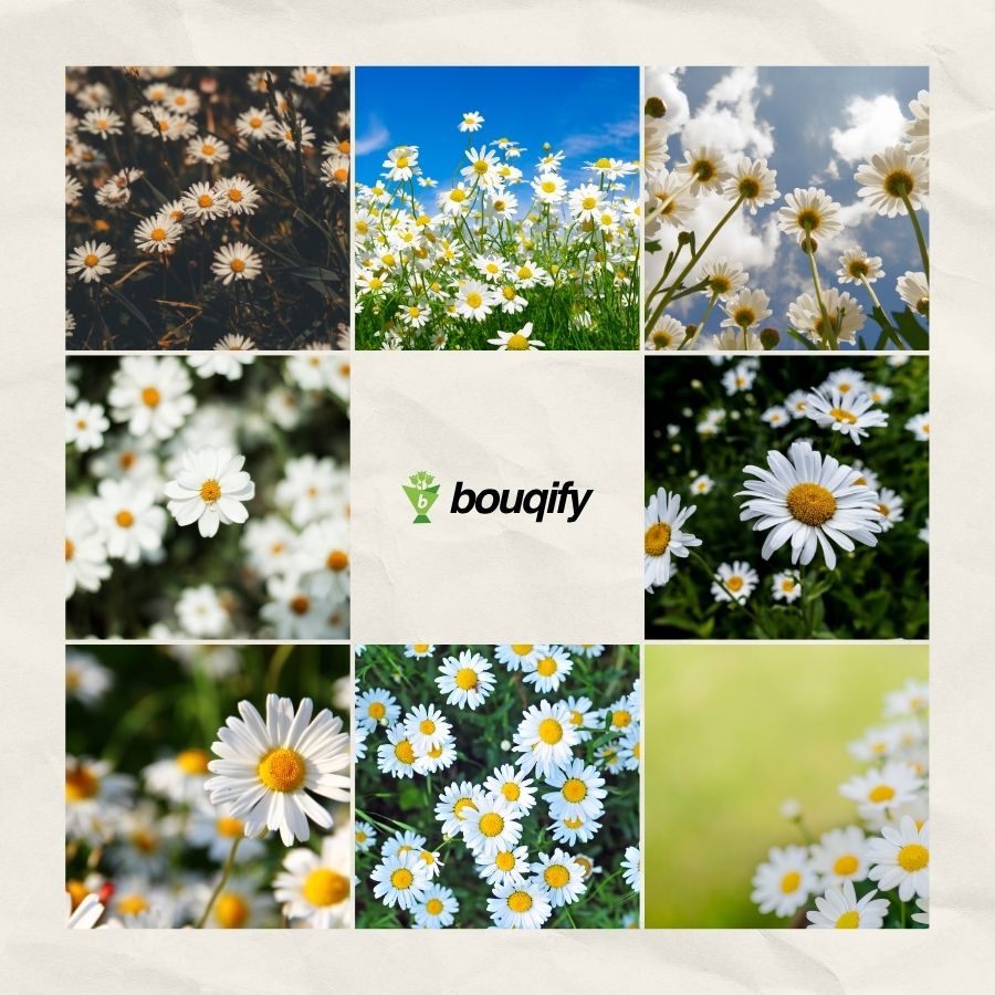 Daisy Flower - Bouqify