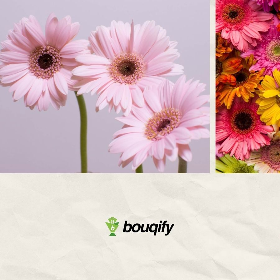 Gerbera Flowers - Bouqify