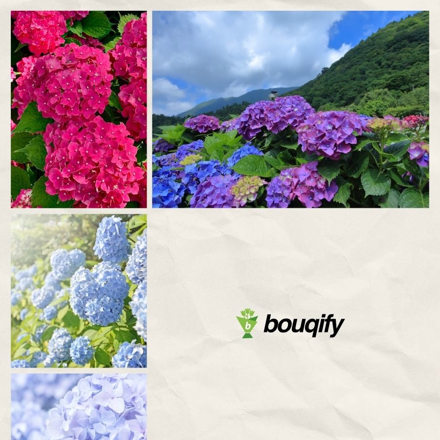 Hydrangea Flowers - Bouqify