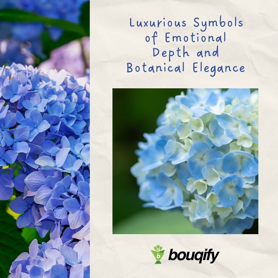 Hydrangea Flowers - Bouqify