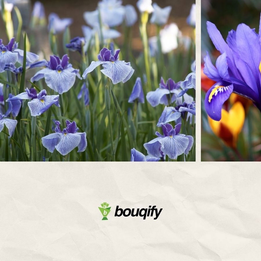 Iris Flowers - Bouqify