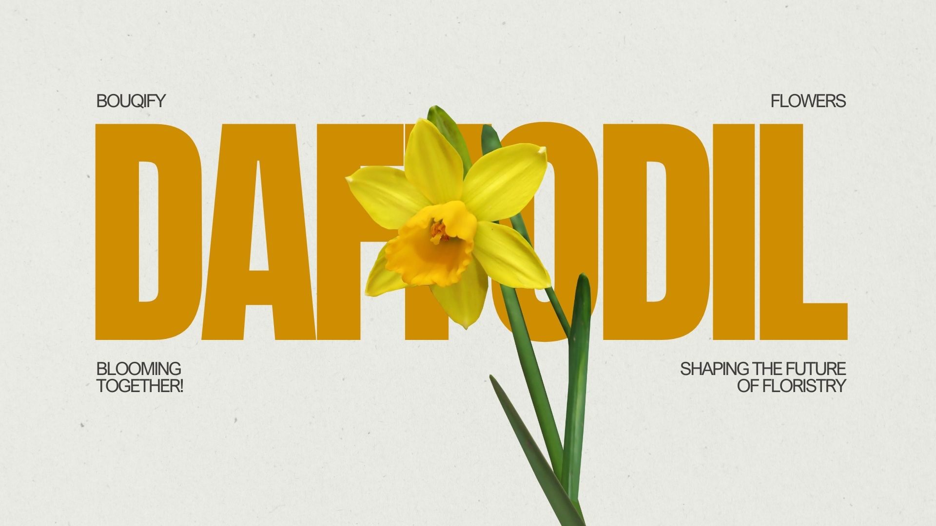 Daffodils: Heralds of Spring and Symbols of Renewal