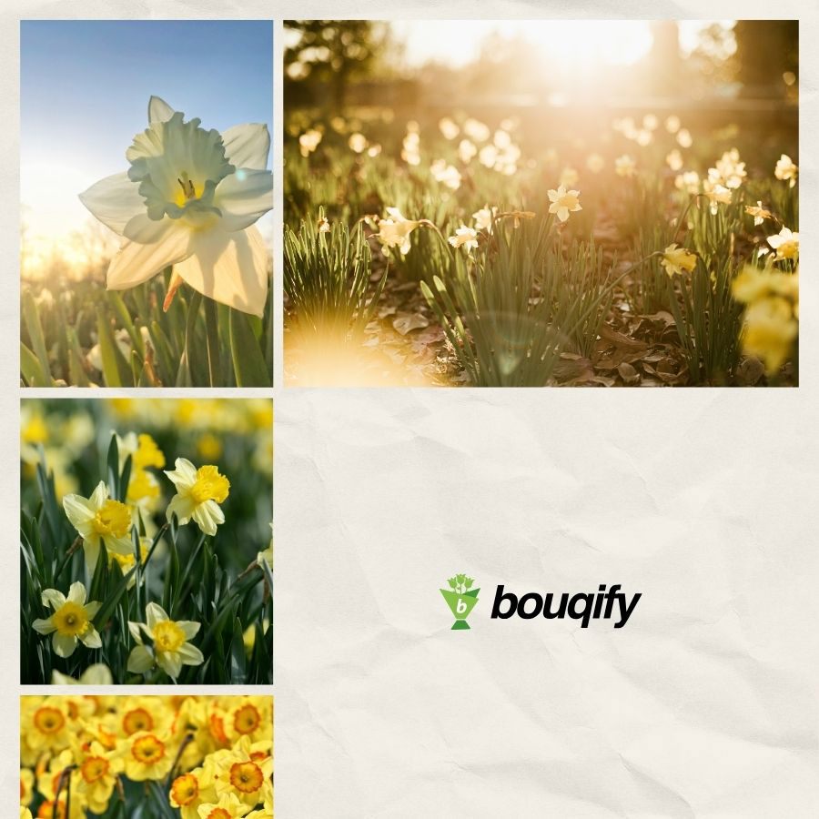 Daffodils Flowers - Bouqify