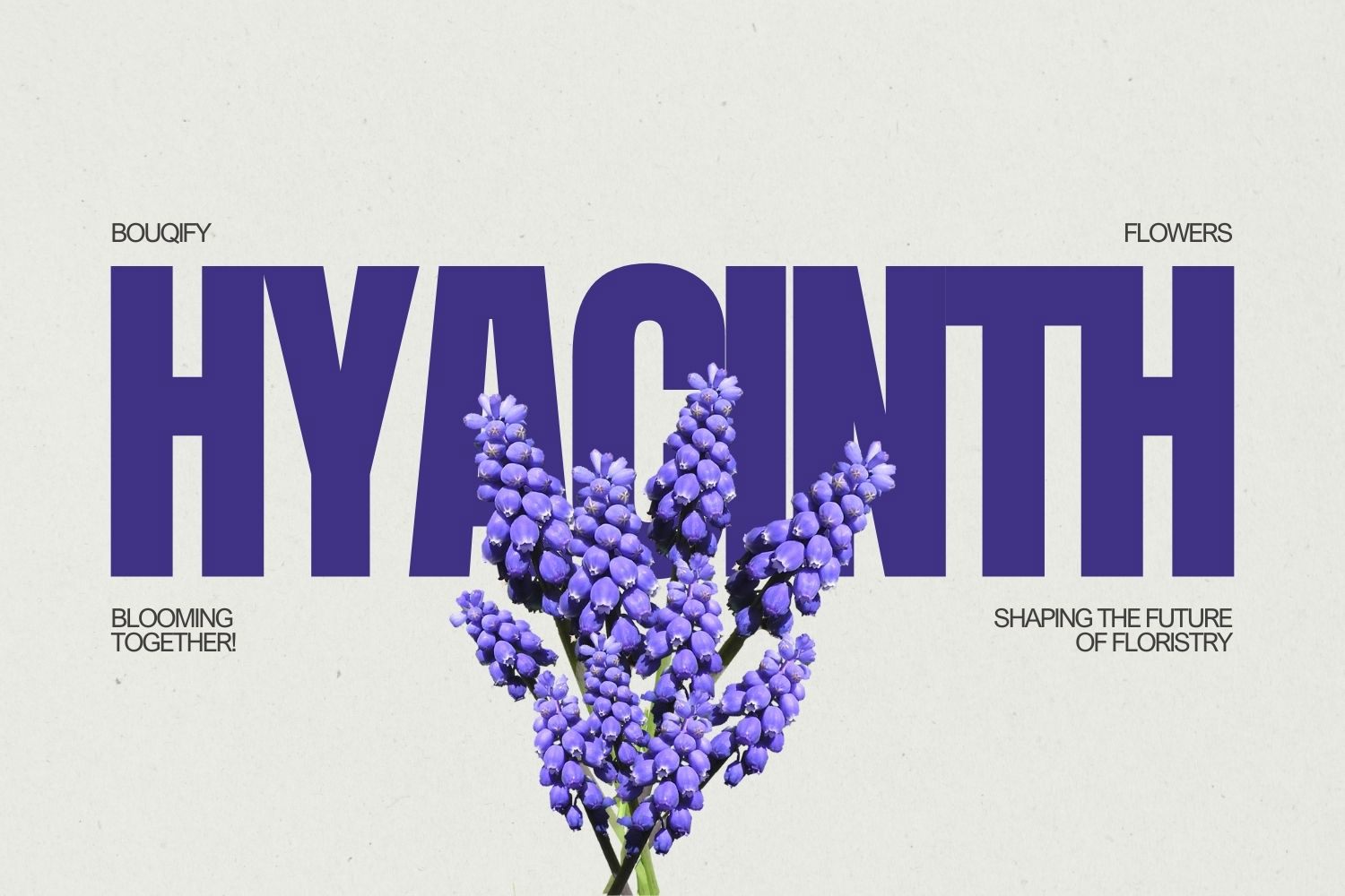 Hyacinths: Fragrant Messengers of Spring and Emotional Depth