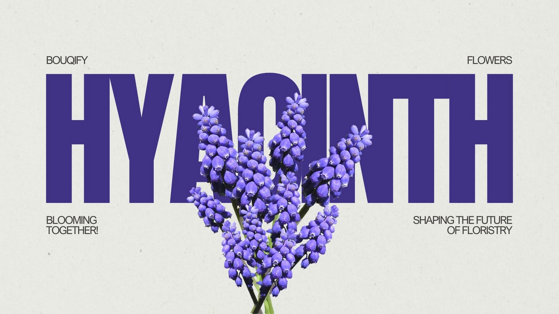 Hyacinths: Fragrant Messengers of Spring and Emotional Depth