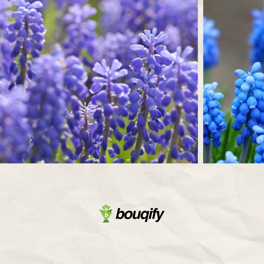 Hyacinth Flowers - Bouqify