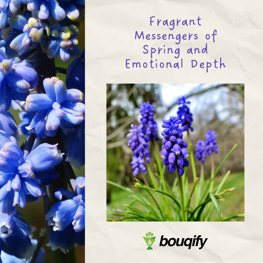 Hyacinth Flowers - Bouqify