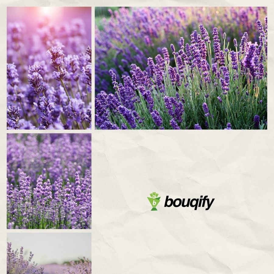 Lavender Flowers - Bouqify