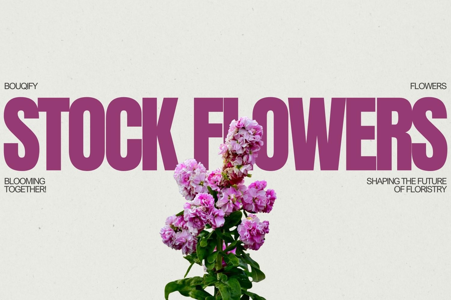 Stock Flowers: Fragrant Emblems of Enchanting Elegance and Sensory Sophistication