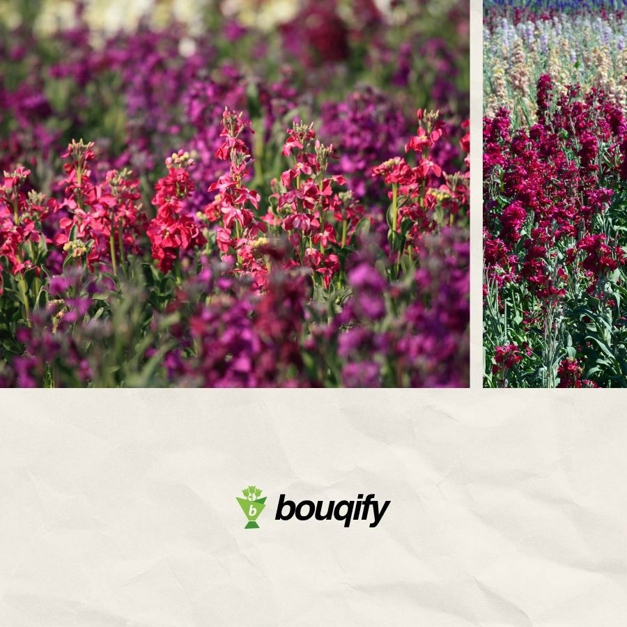 Stock Flowers - Bouqify.com