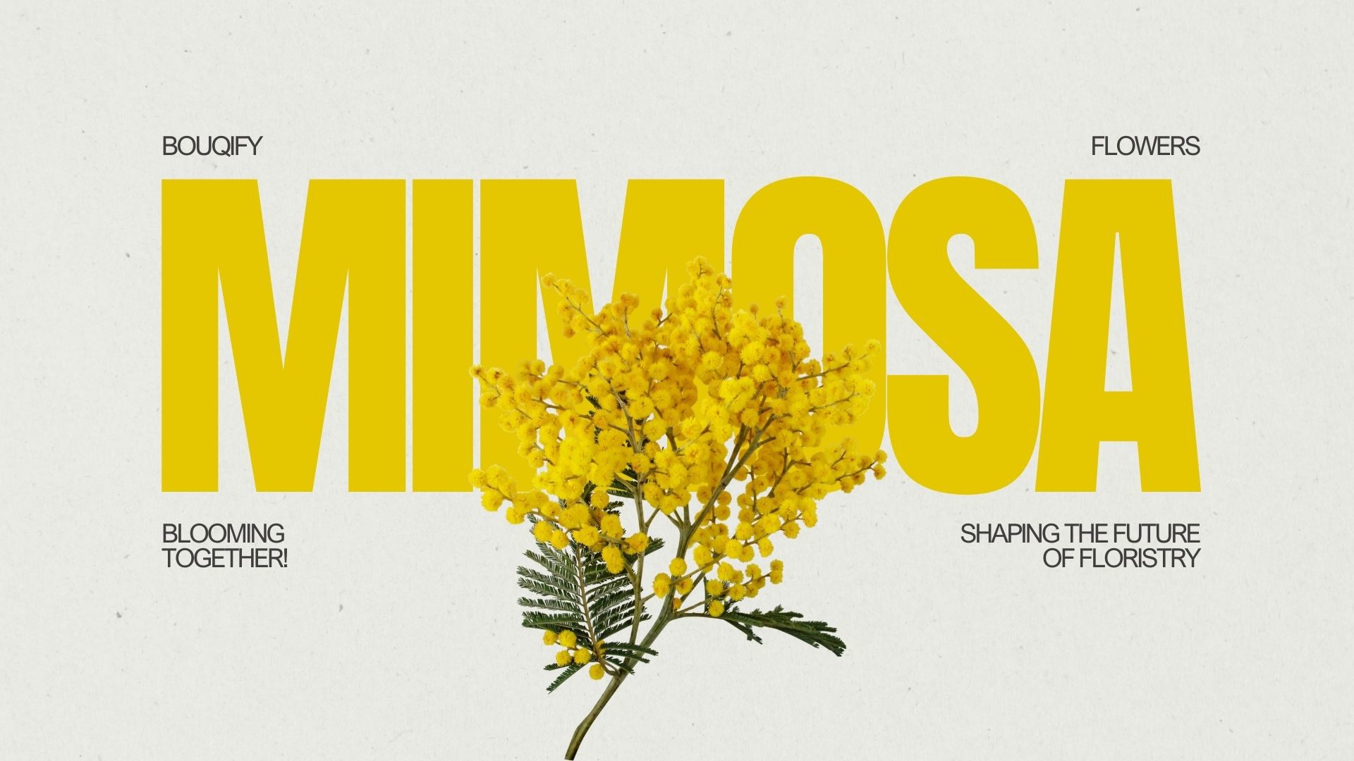 Mimosa: Delicate Emblems of Sensitivity, Elegance, and Botanical Complexity