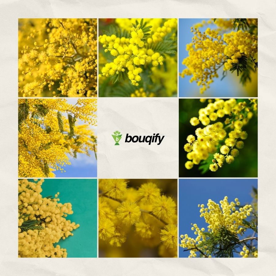 Mimosa Flowers - Bouqify.com