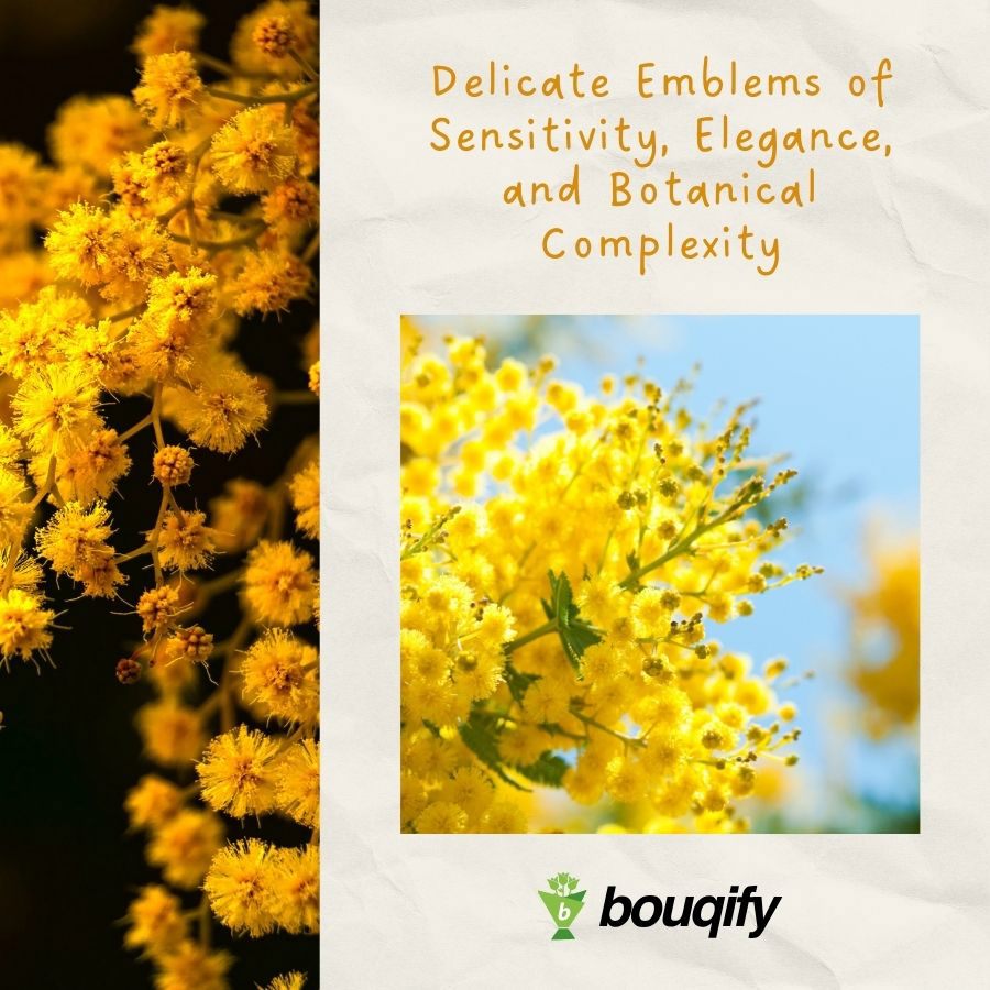 Mimosa Flowers - Bouqify.com