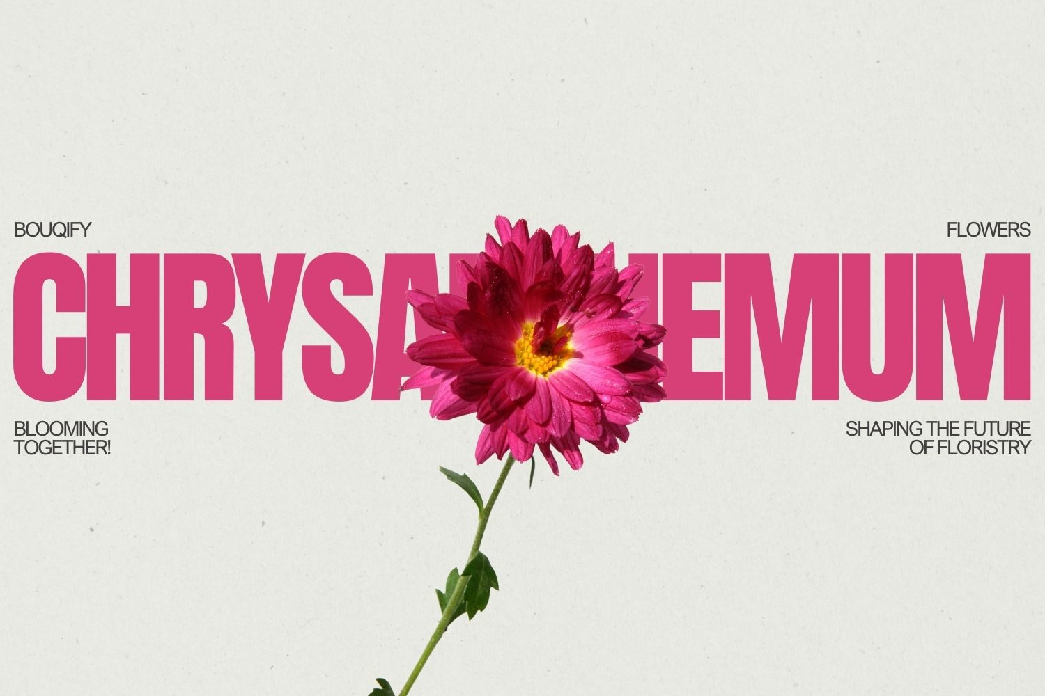 Chrysanthemums: Timeless Icons of Elegance and Enduring Grace