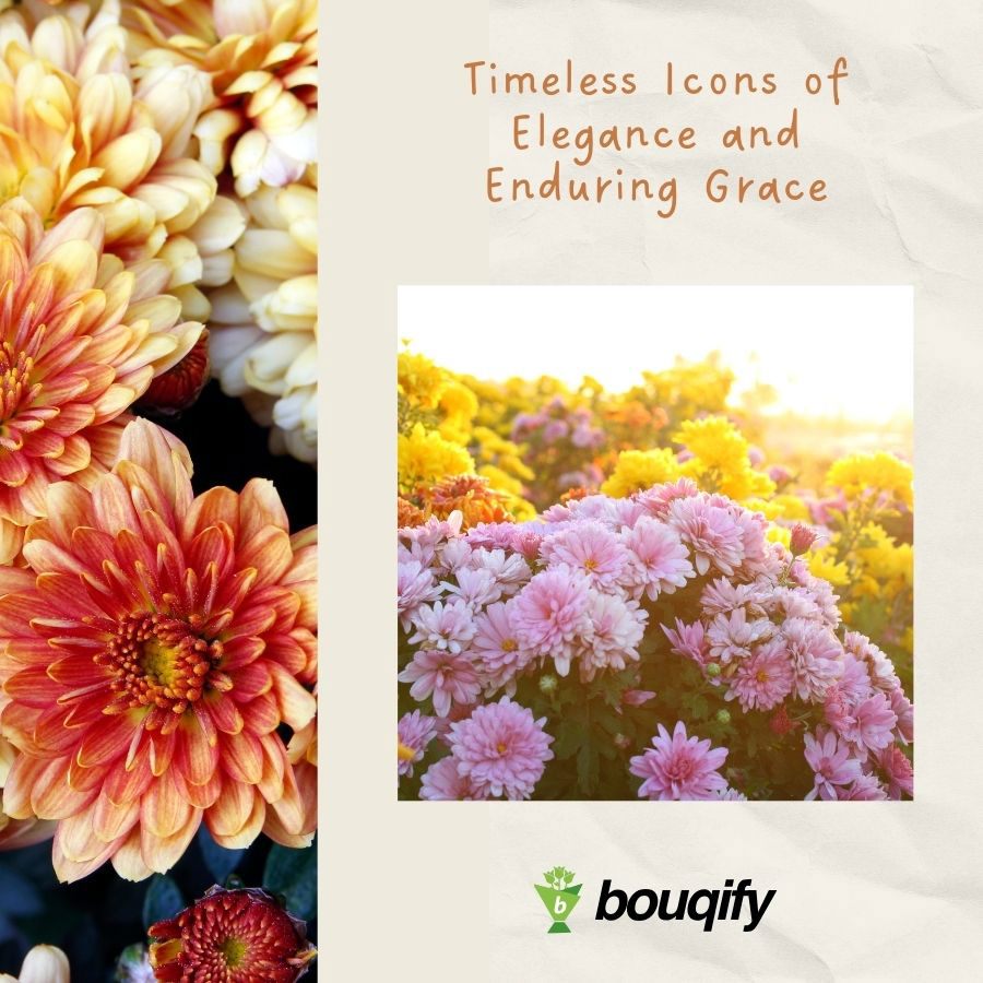 Chrysanthemum Flowers - Bouqify.com