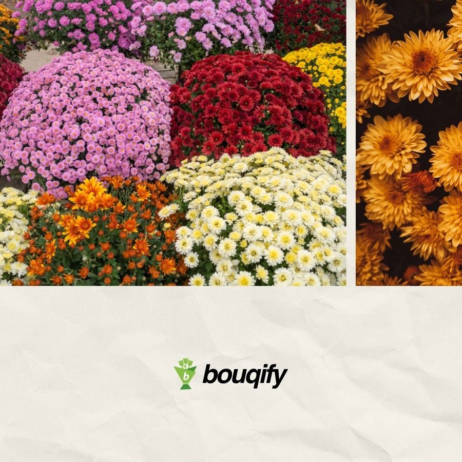 Chrysanthemum Flowers - Bouqify.com