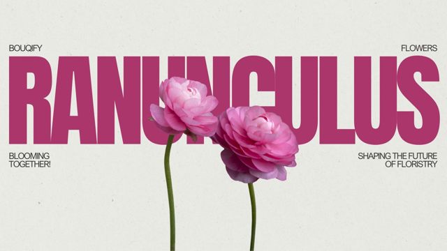 Ranunculus: Delicate Emblems of Radiant Charm and Artistic Complexity