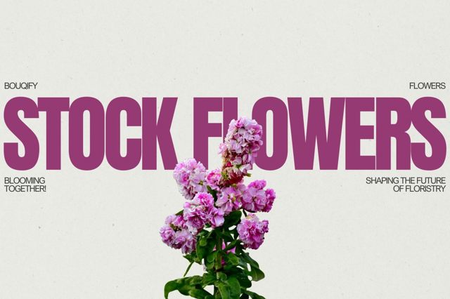 Stock Flowers: Fragrant Emblems of Enchanting Elegance and Sensory Sophistication